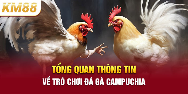 Tổng quan thông tin về trò chơi đá gà Campuchia